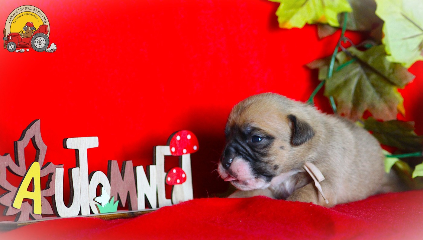 Des Belles Truffes - Chiots disponibles - Bulldog continental