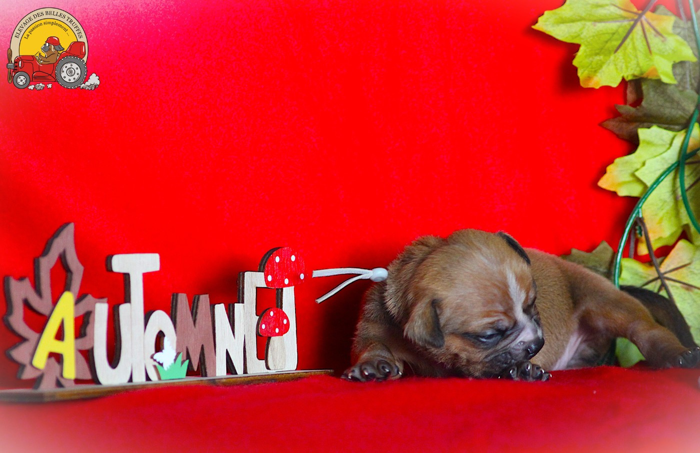 Des Belles Truffes - Chiots disponibles - Bulldog continental