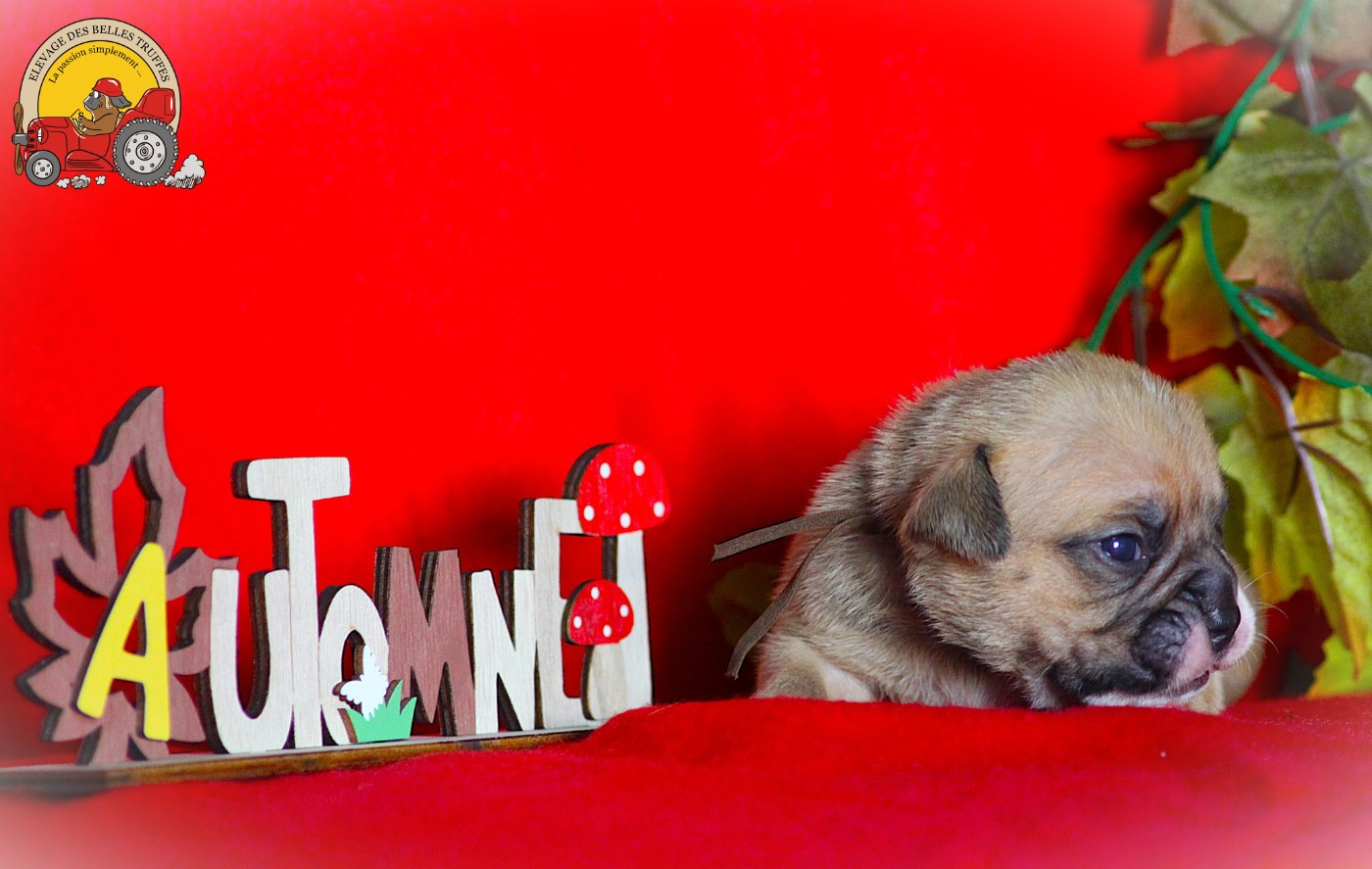 Des Belles Truffes - Chiots disponibles - Bulldog continental