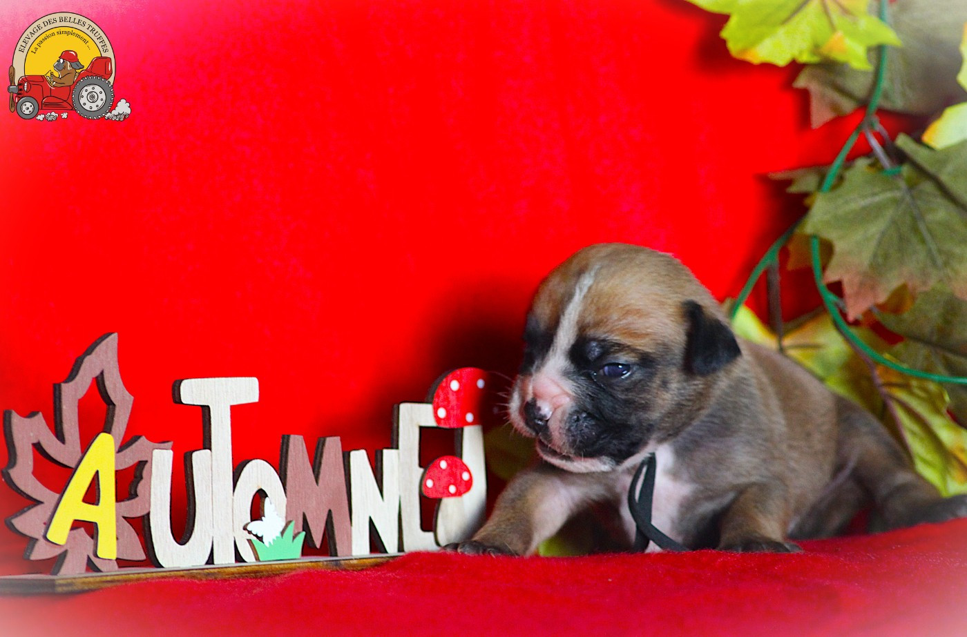 Des Belles Truffes - Chiots disponibles - Bulldog continental