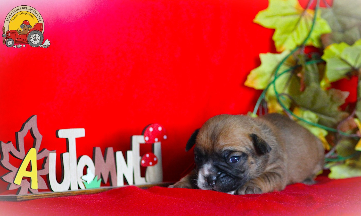 Des Belles Truffes - Chiots disponibles - Bulldog continental