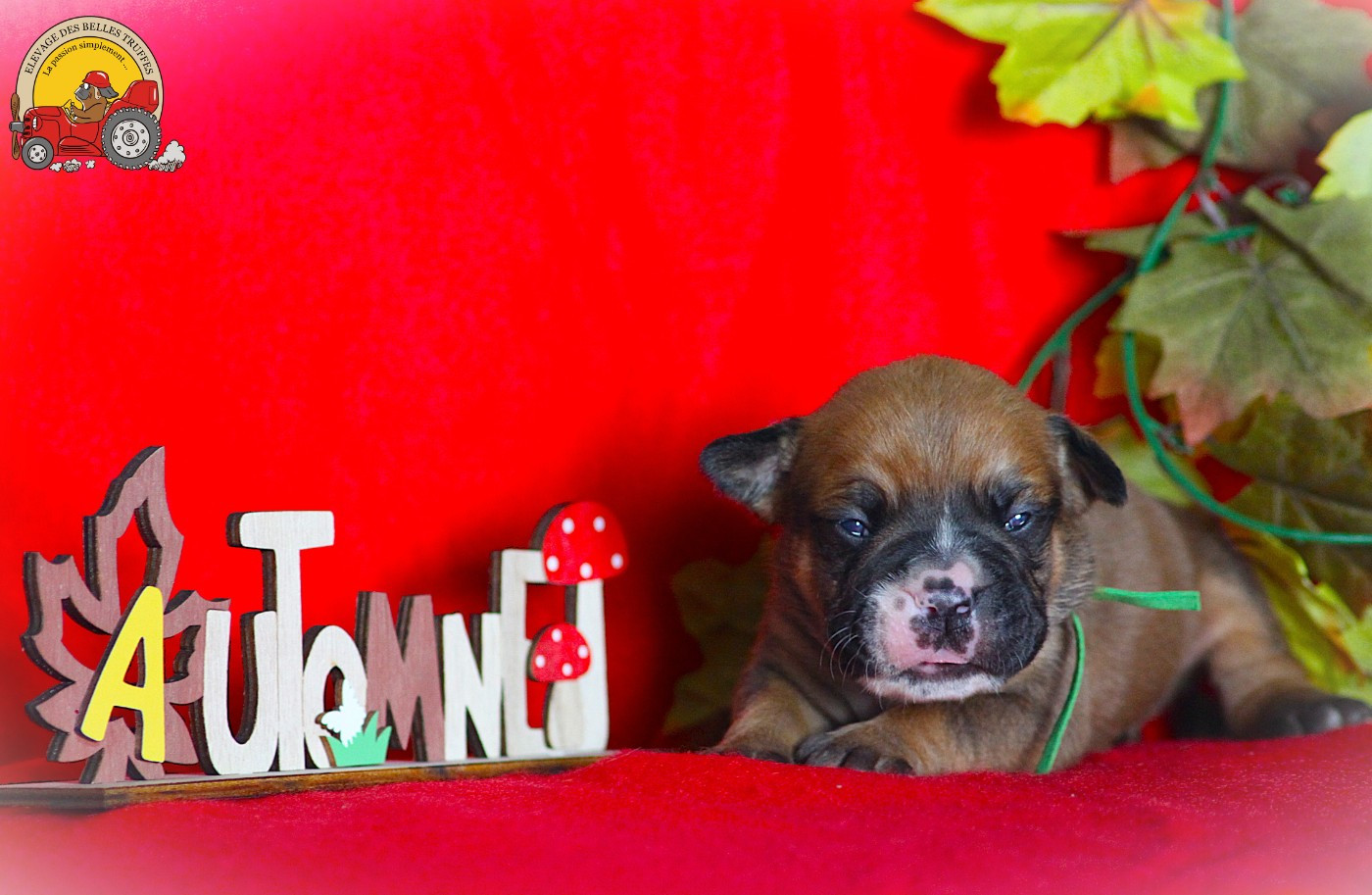 Des Belles Truffes - Chiots disponibles - Bulldog continental