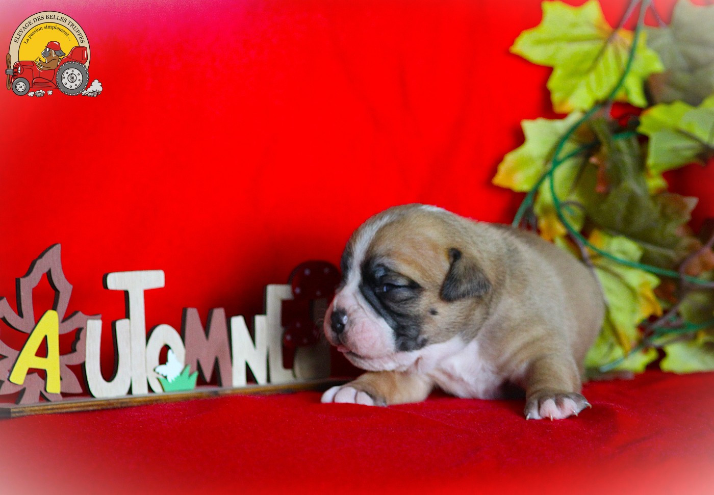 Des Belles Truffes - Chiots disponibles - Bulldog continental