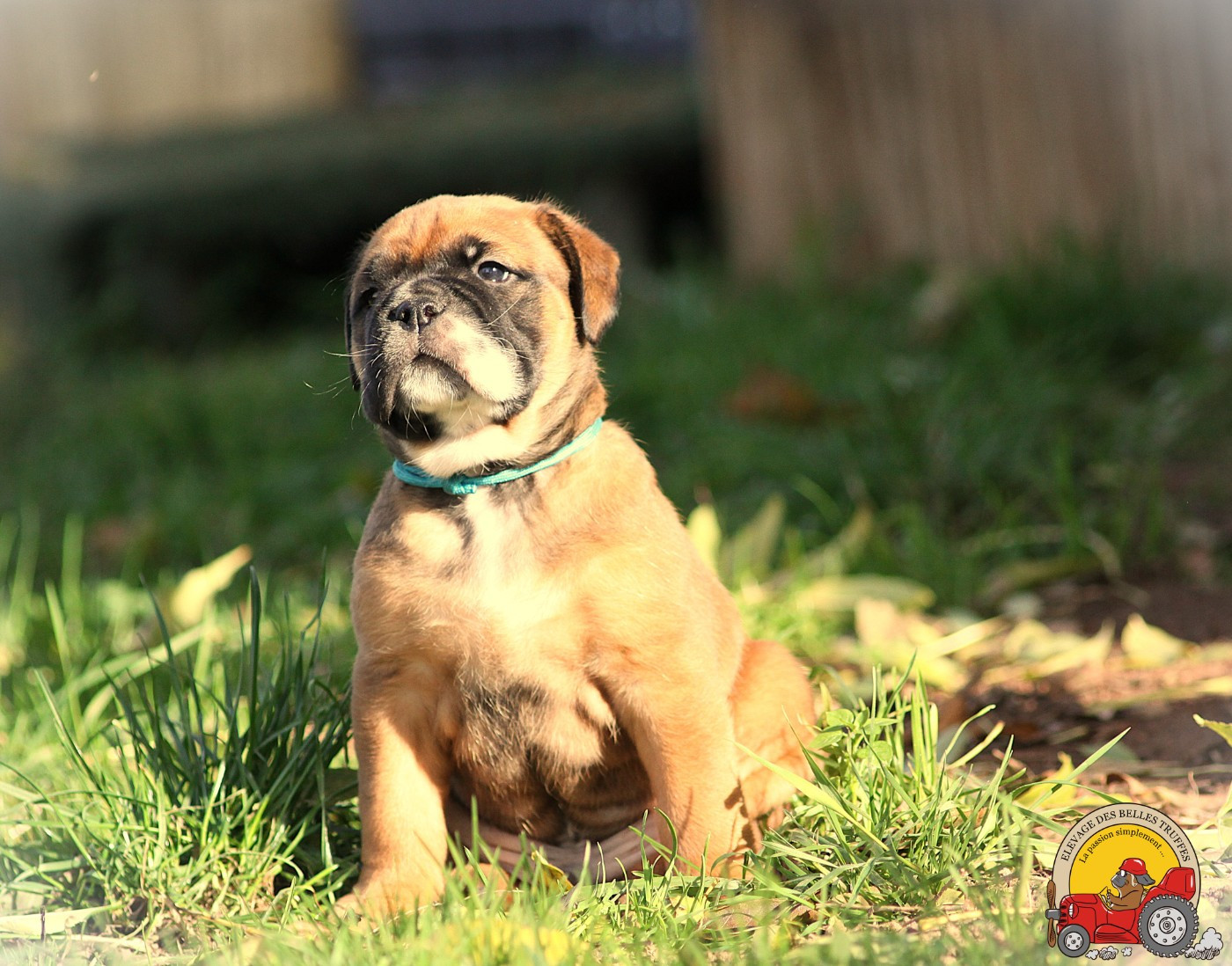 Des Belles Truffes - Chiots disponibles - Bulldog continental