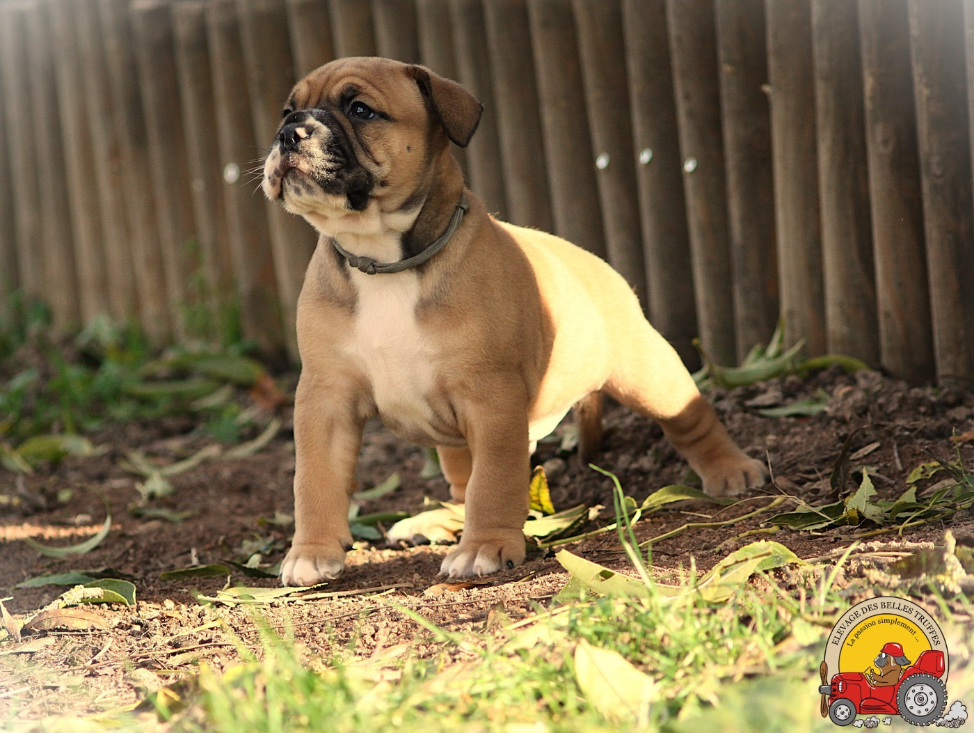 Des Belles Truffes - Chiots disponibles - Bulldog continental