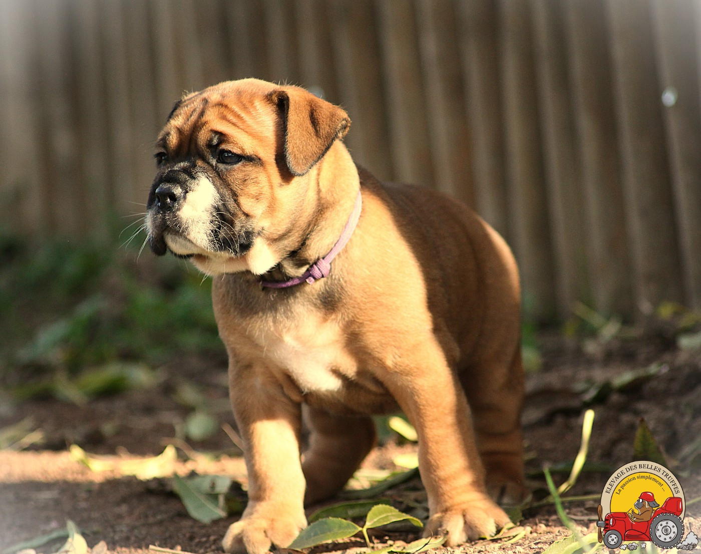 Des Belles Truffes - Chiots disponibles - Bulldog continental