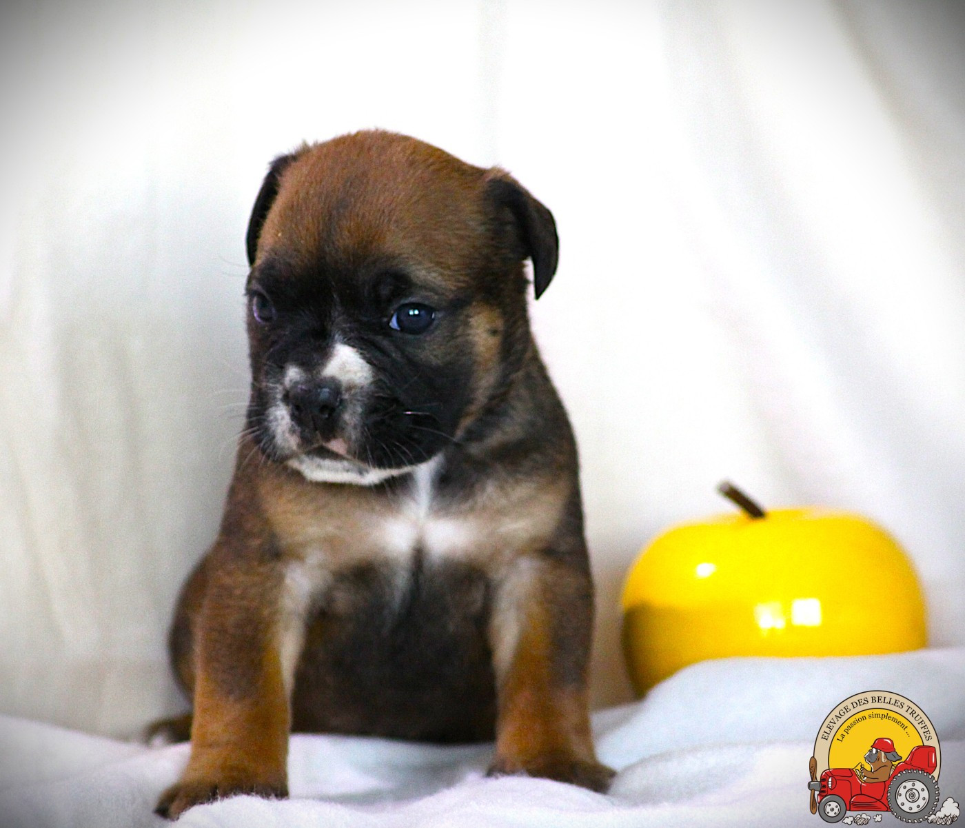 Des Belles Truffes - Chiots disponibles - Bulldog continental