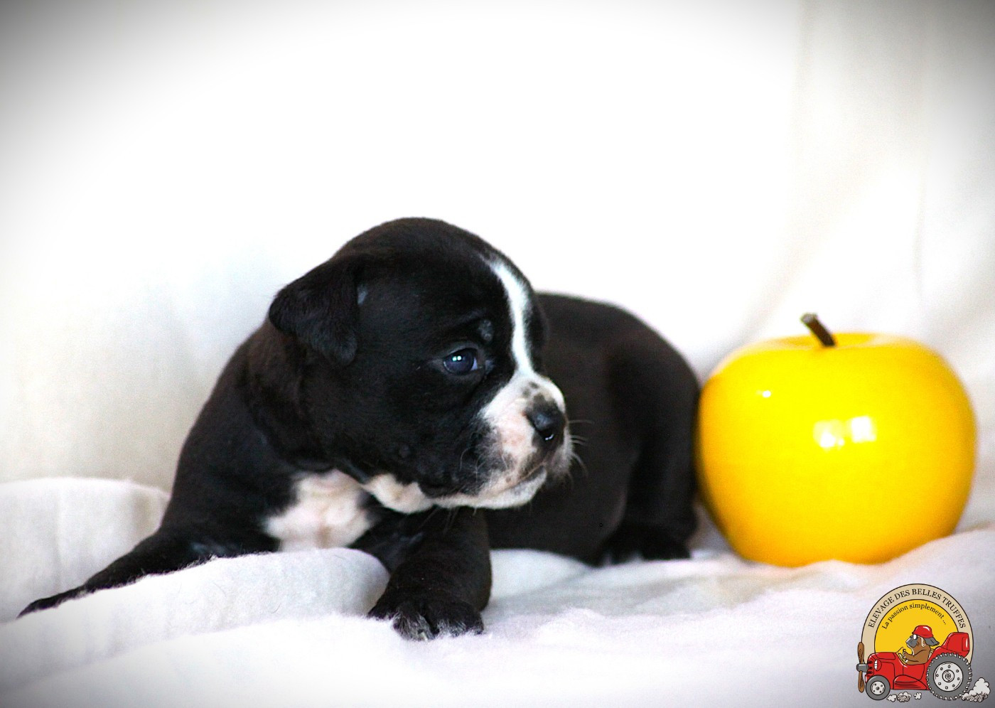 Des Belles Truffes - Chiots disponibles - Bulldog continental