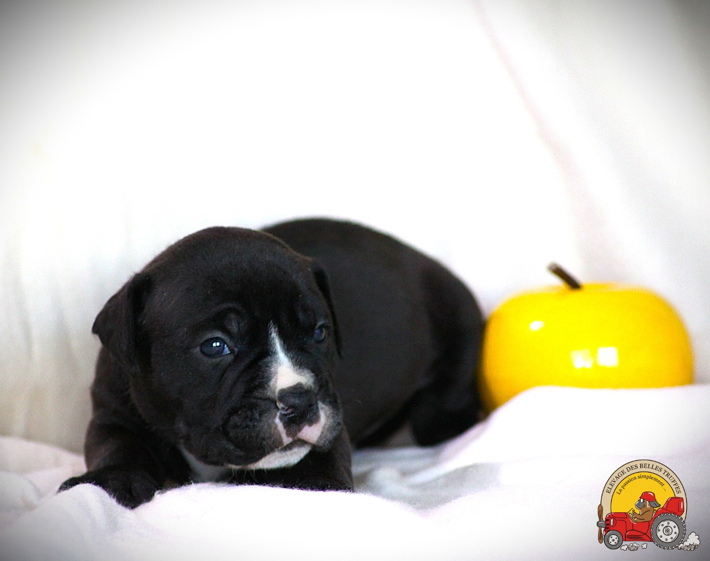 Des Belles Truffes - Chiots disponibles - Bulldog continental