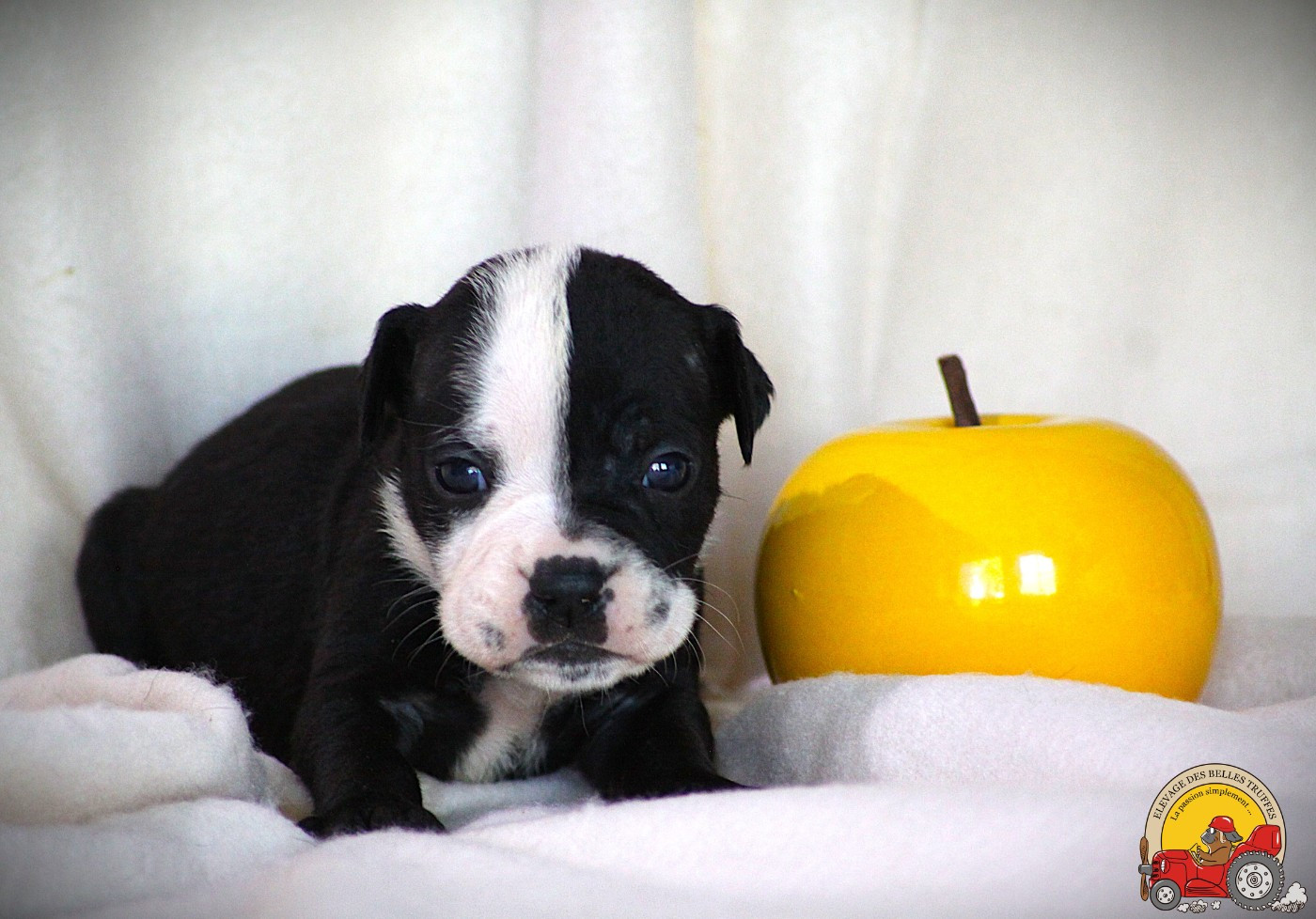 Des Belles Truffes - Chiots disponibles - Bulldog continental