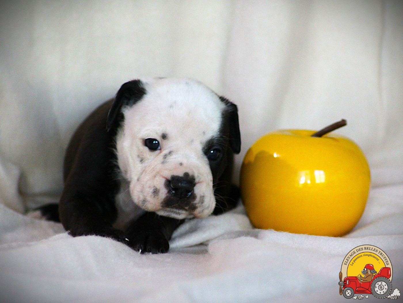 Des Belles Truffes - Chiots disponibles - Bulldog continental