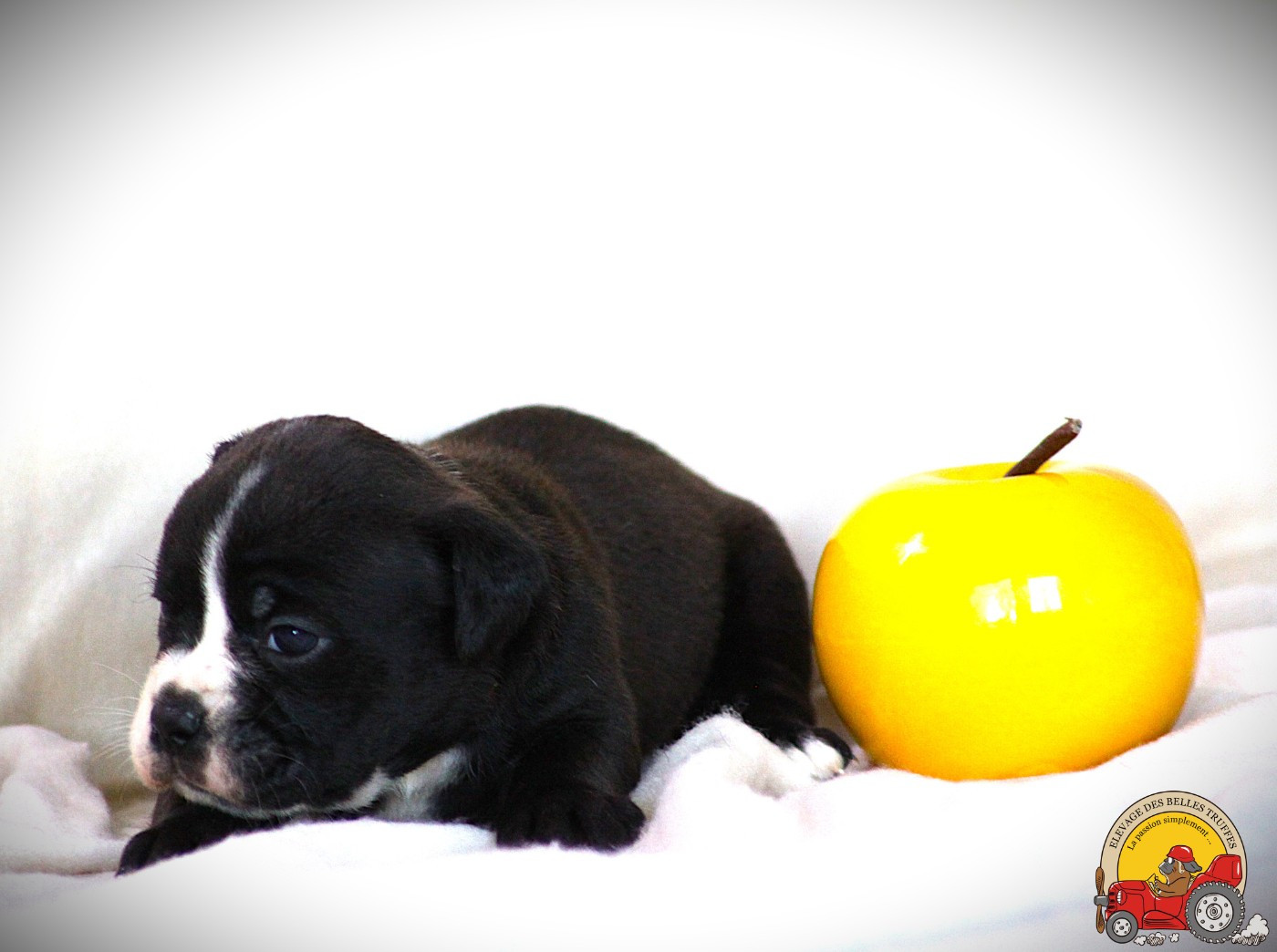 Des Belles Truffes - Chiots disponibles - Bulldog continental