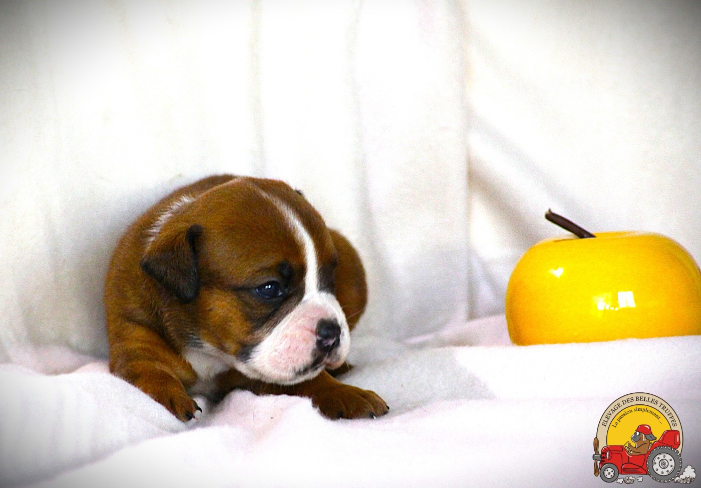 Des Belles Truffes - Chiots disponibles - Bulldog continental