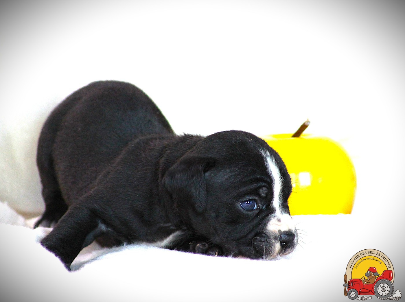 Des Belles Truffes - Chiots disponibles - Bulldog continental