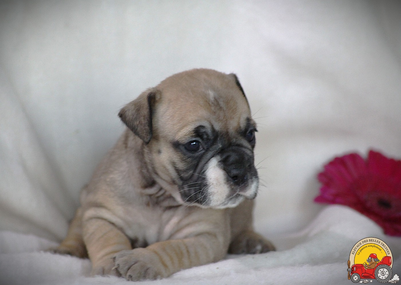 Des Belles Truffes - Chiots disponibles - Bulldog continental