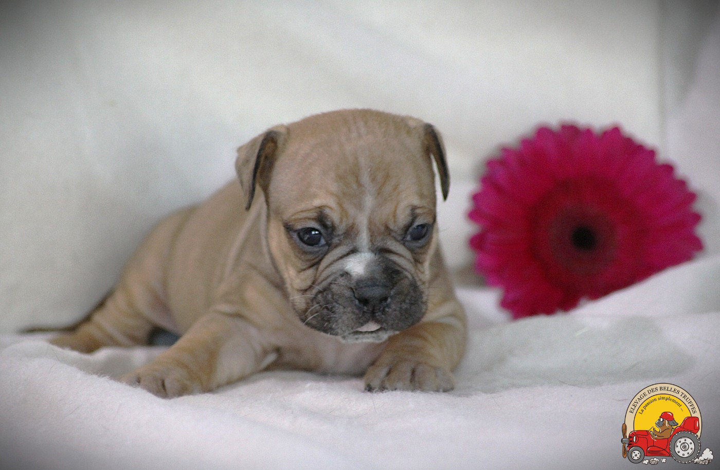 Des Belles Truffes - Chiots disponibles - Bulldog continental