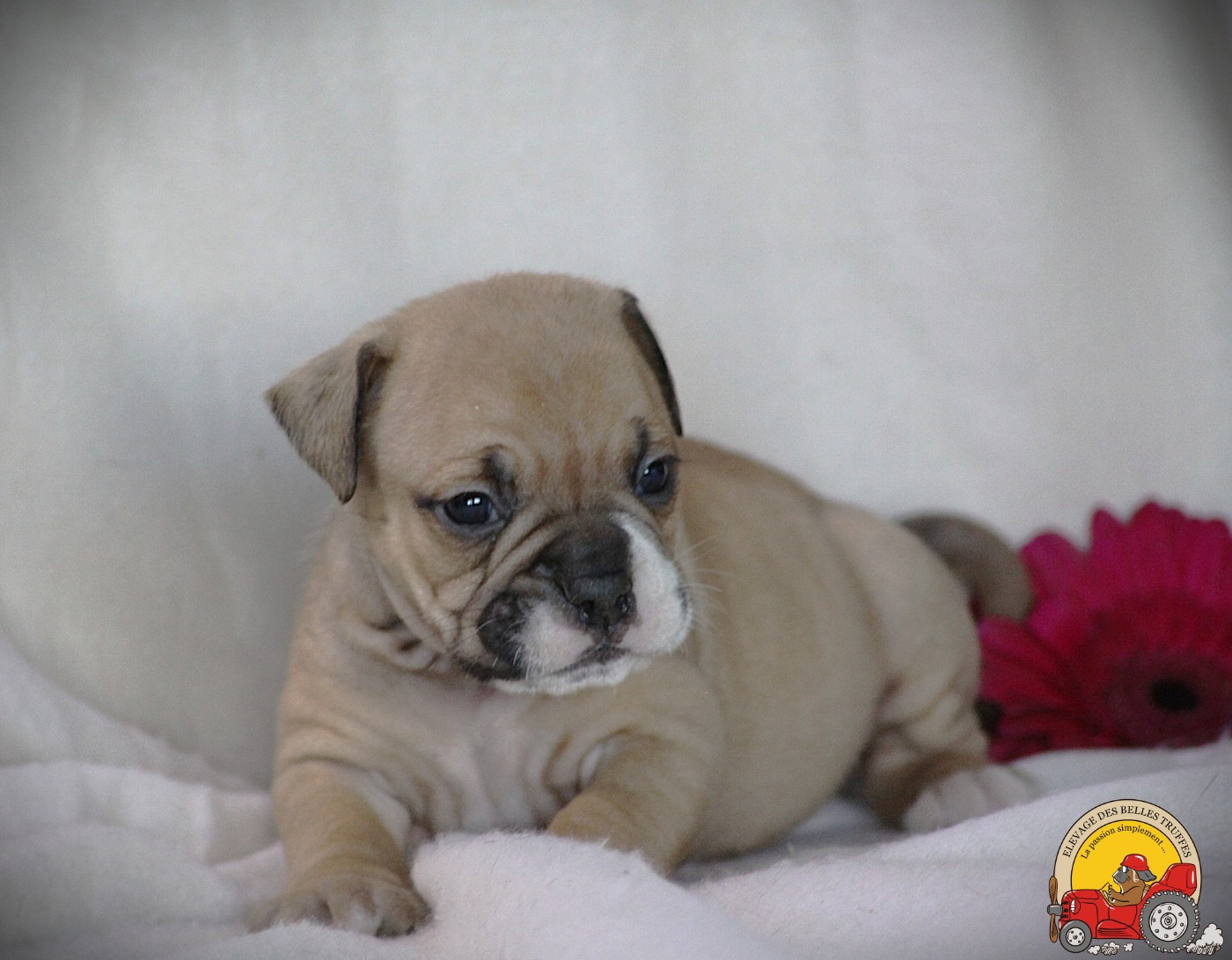 Des Belles Truffes - Chiots disponibles - Bulldog continental