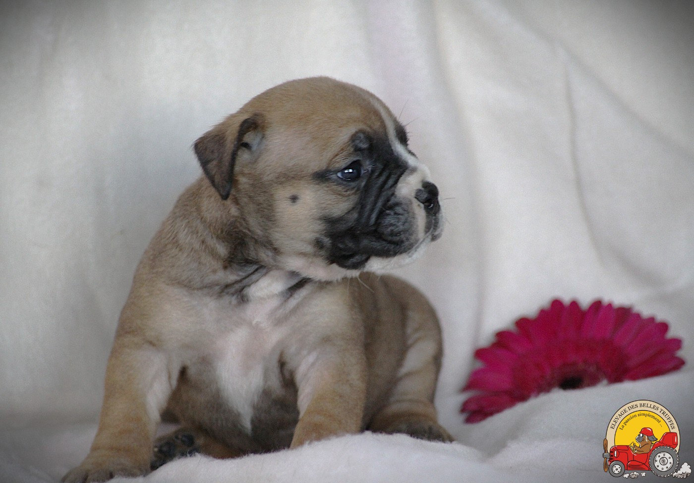Des Belles Truffes - Chiots disponibles - Bulldog continental