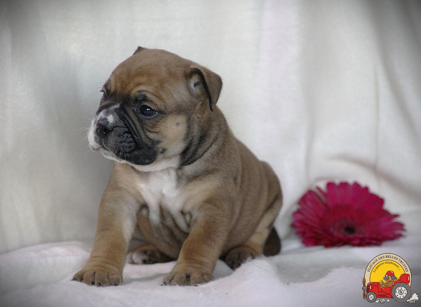 Des Belles Truffes - Chiots disponibles - Bulldog continental