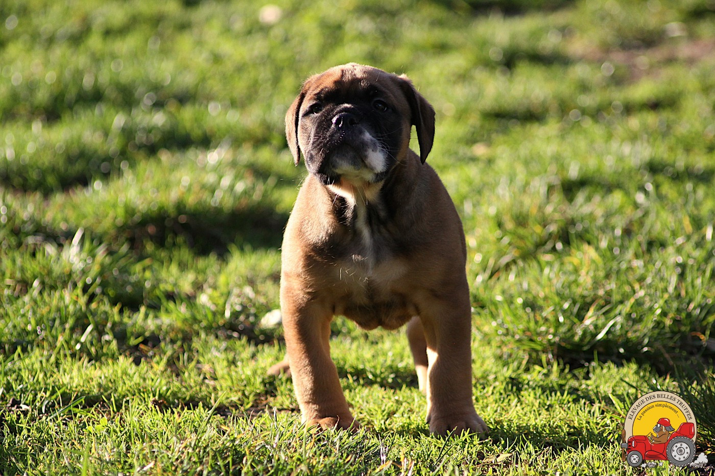 Des Belles Truffes - Chiots disponibles - Bulldog continental