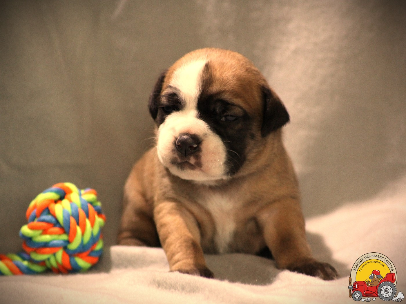 Des Belles Truffes - Chiots disponibles - Bulldog continental