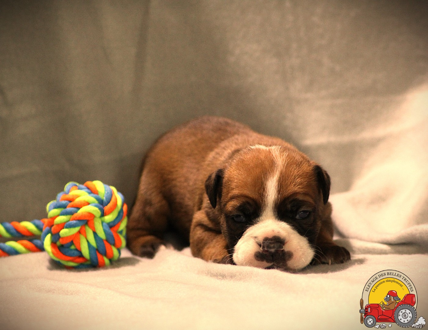 Des Belles Truffes - Chiots disponibles - Bulldog continental