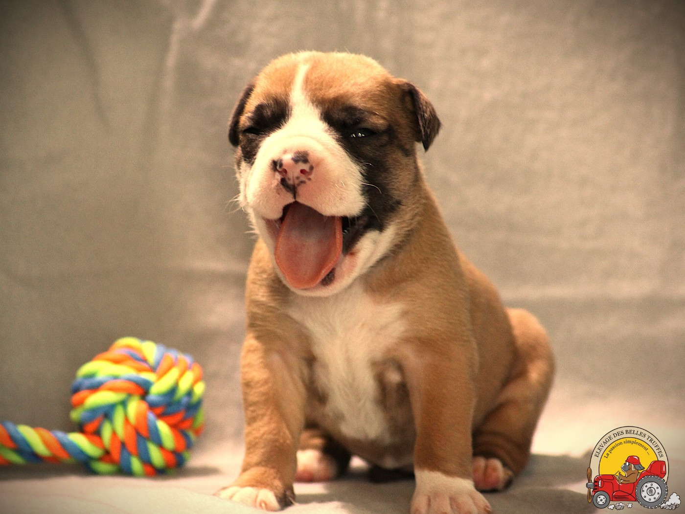 Des Belles Truffes - Chiots disponibles - Bulldog continental