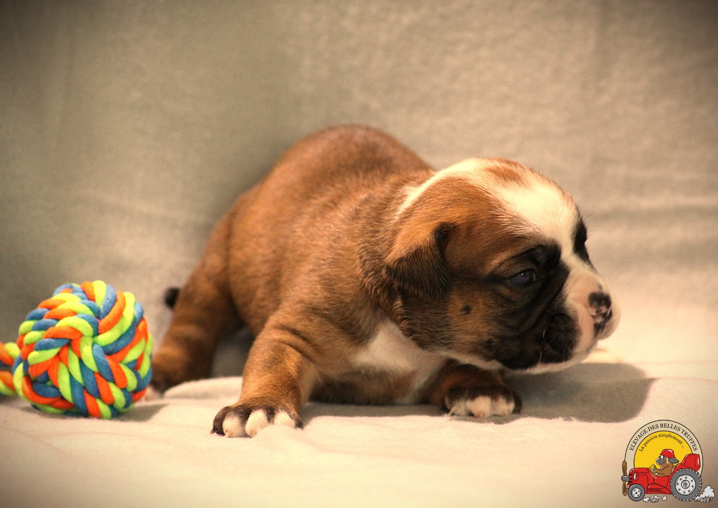 Des Belles Truffes - Chiots disponibles - Bulldog continental