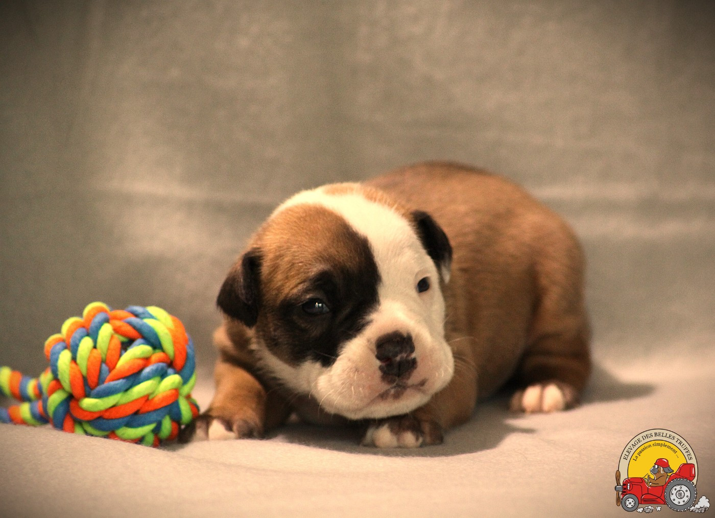 Des Belles Truffes - Chiots disponibles - Bulldog continental