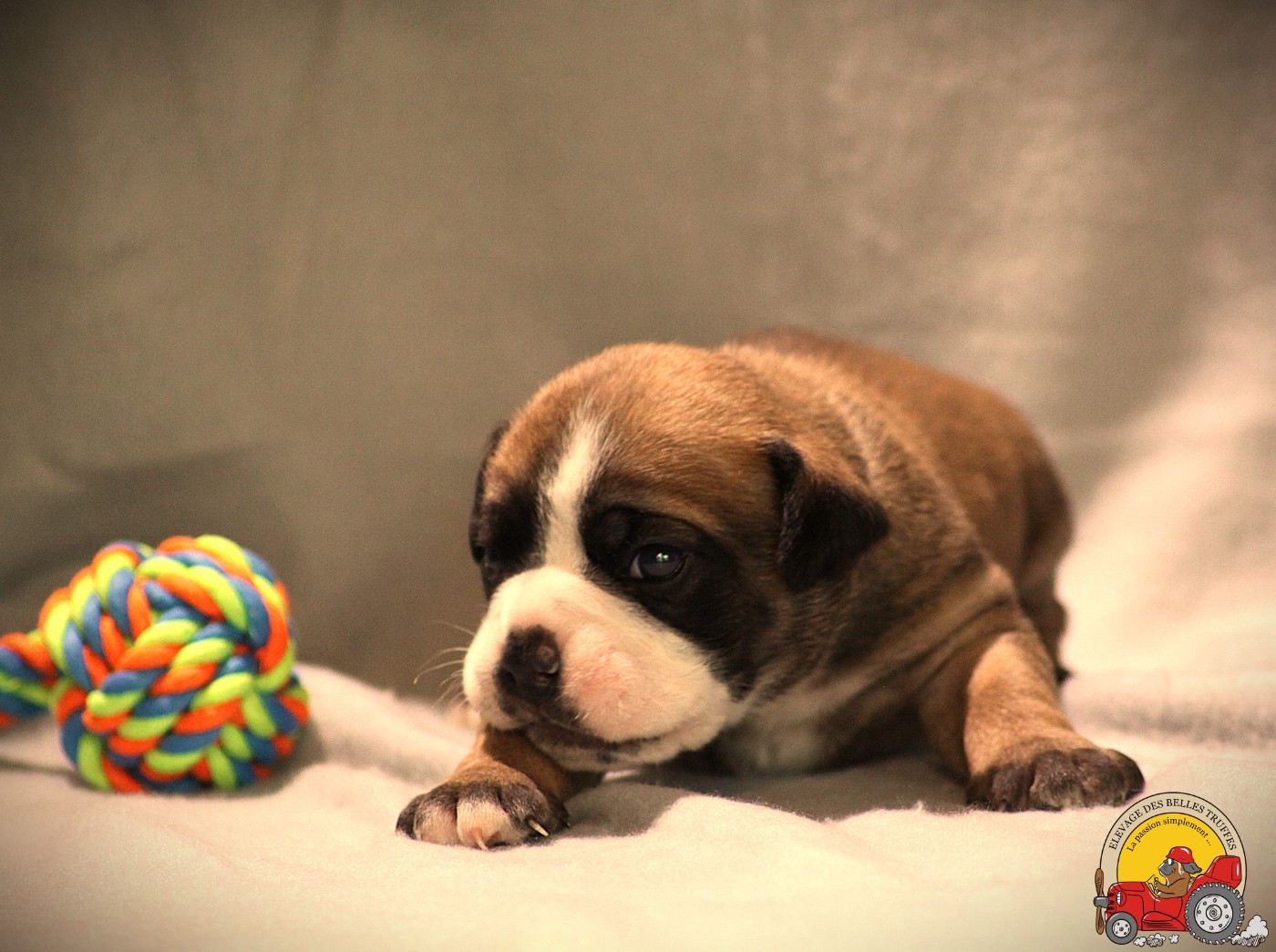 Des Belles Truffes - Chiots disponibles - Bulldog continental