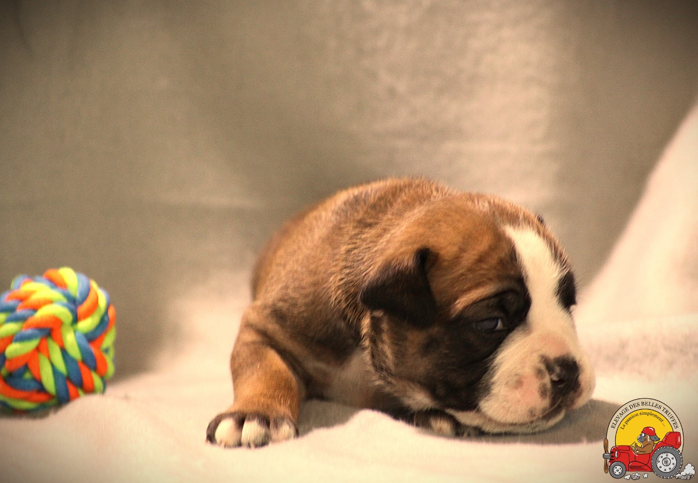 Des Belles Truffes - Chiots disponibles - Bulldog continental