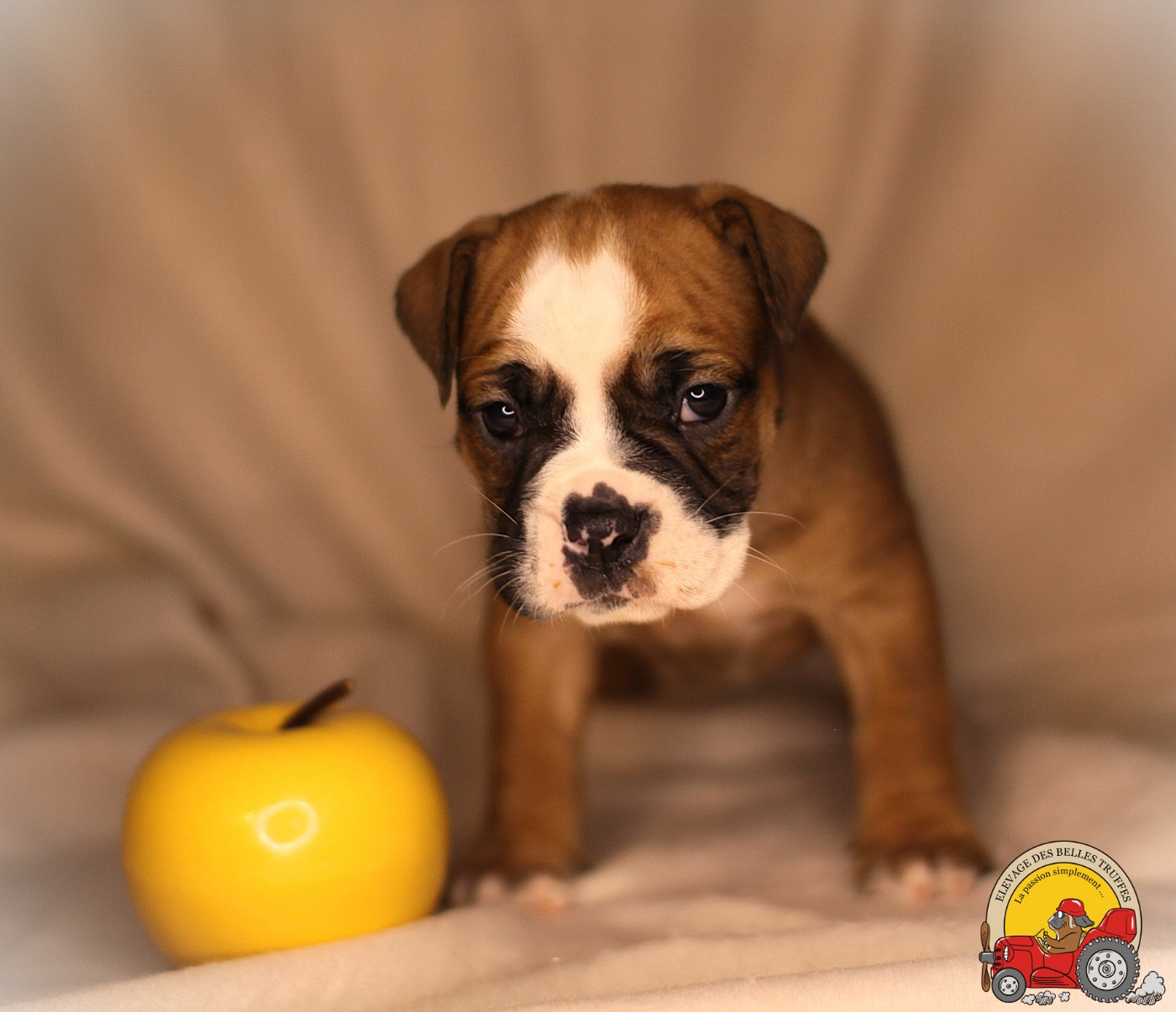 Des Belles Truffes - Chiots disponibles - Bulldog continental