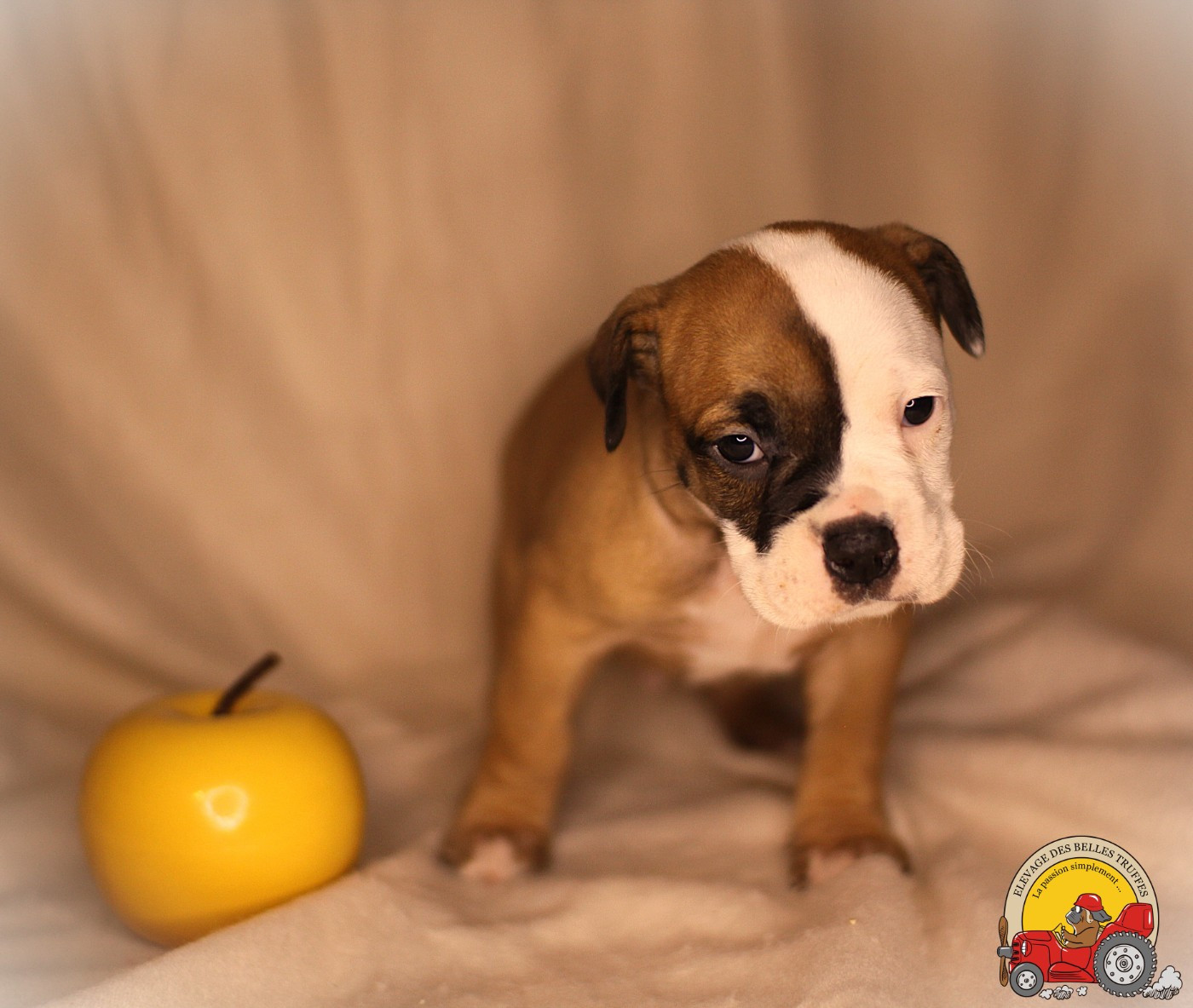 Des Belles Truffes - Chiots disponibles - Bulldog continental