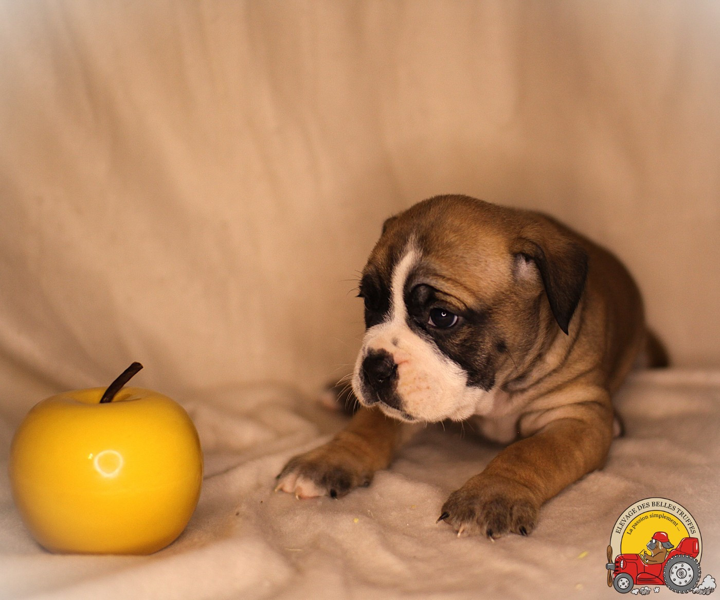 Des Belles Truffes - Chiots disponibles - Bulldog continental