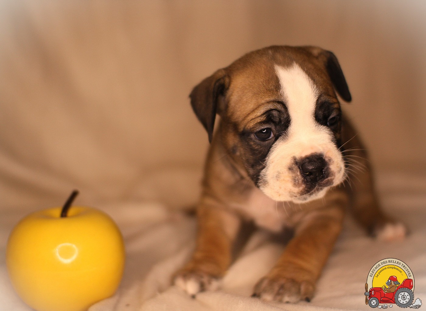 Des Belles Truffes - Chiots disponibles - Bulldog continental