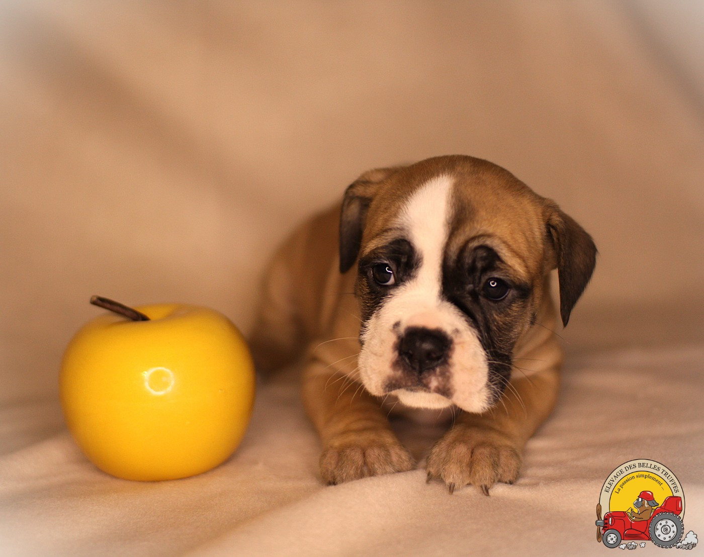 Des Belles Truffes - Chiots disponibles - Bulldog continental