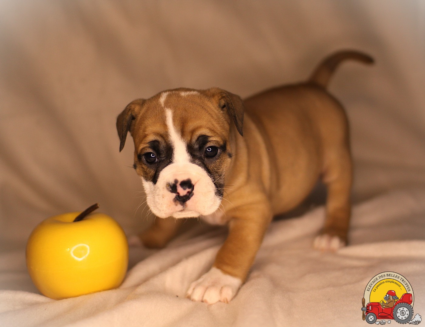 Des Belles Truffes - Chiots disponibles - Bulldog continental