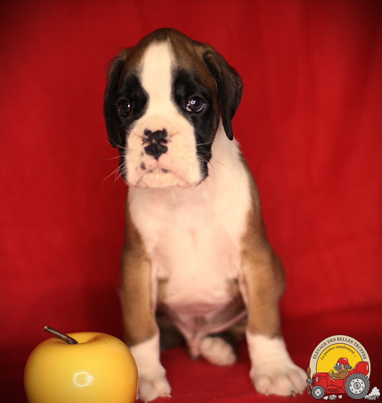 Des Belles Truffes - Chiots disponibles - Boxer