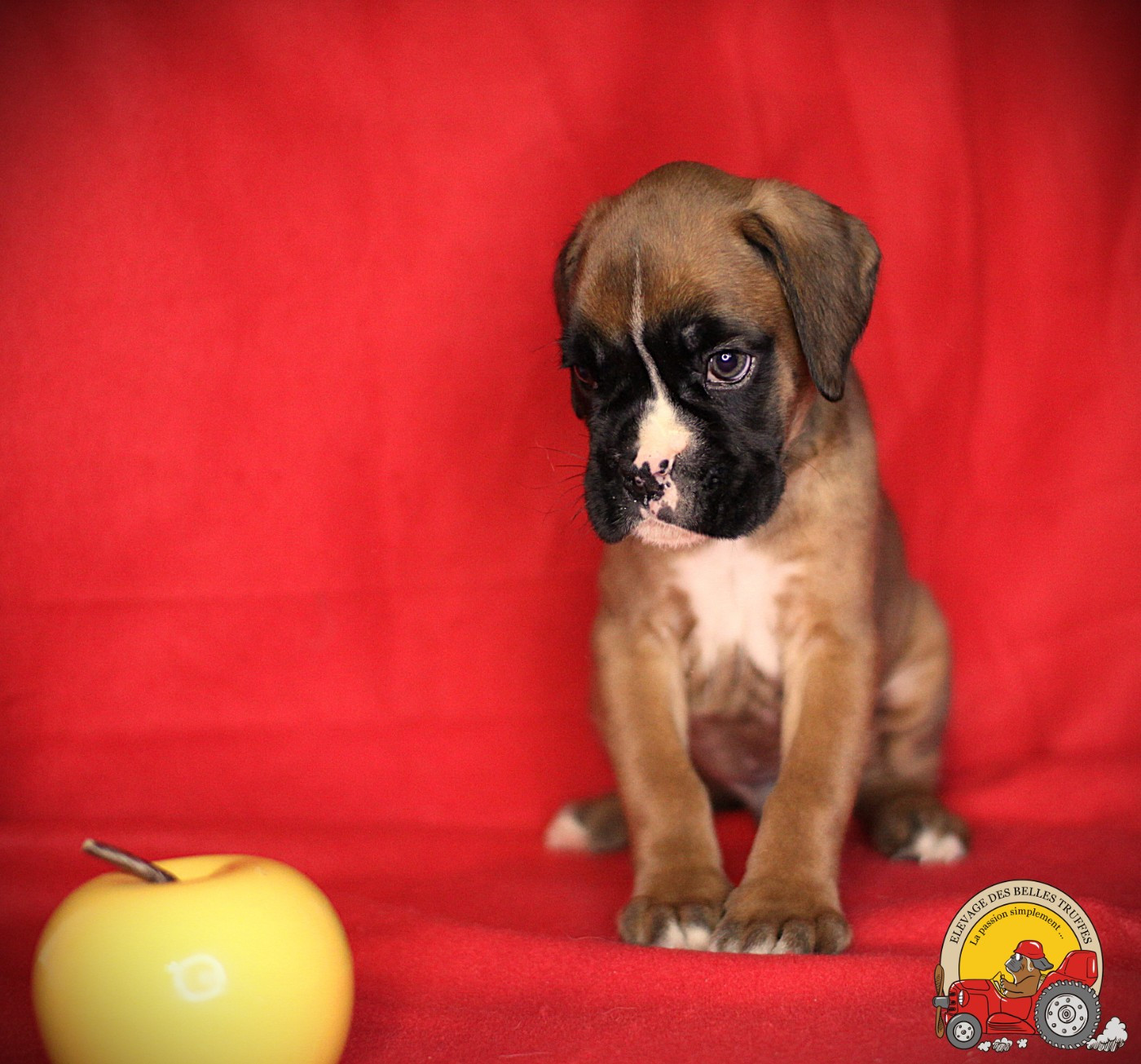 Des Belles Truffes - Chiots disponibles - Boxer