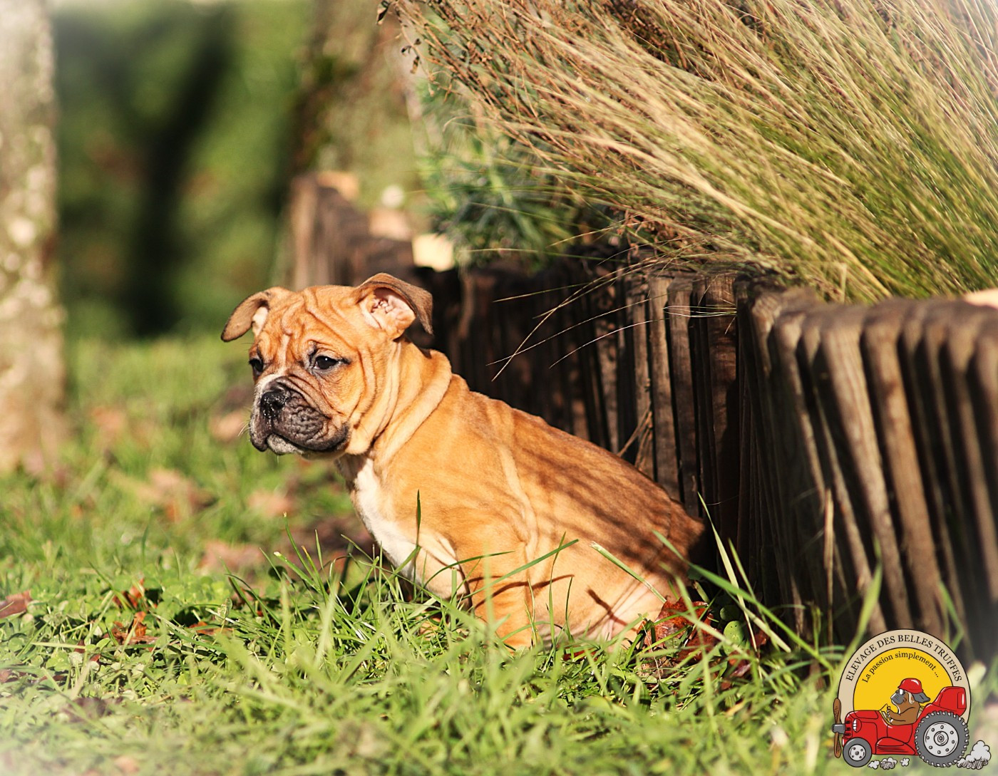 Des Belles Truffes - Chiots disponibles - Bulldog continental