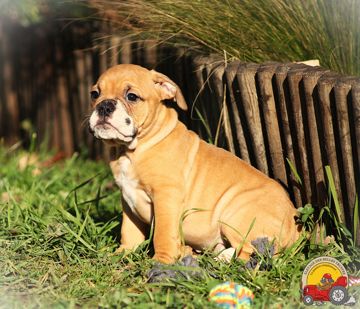 Des Belles Truffes - Chiots disponibles - Bulldog continental