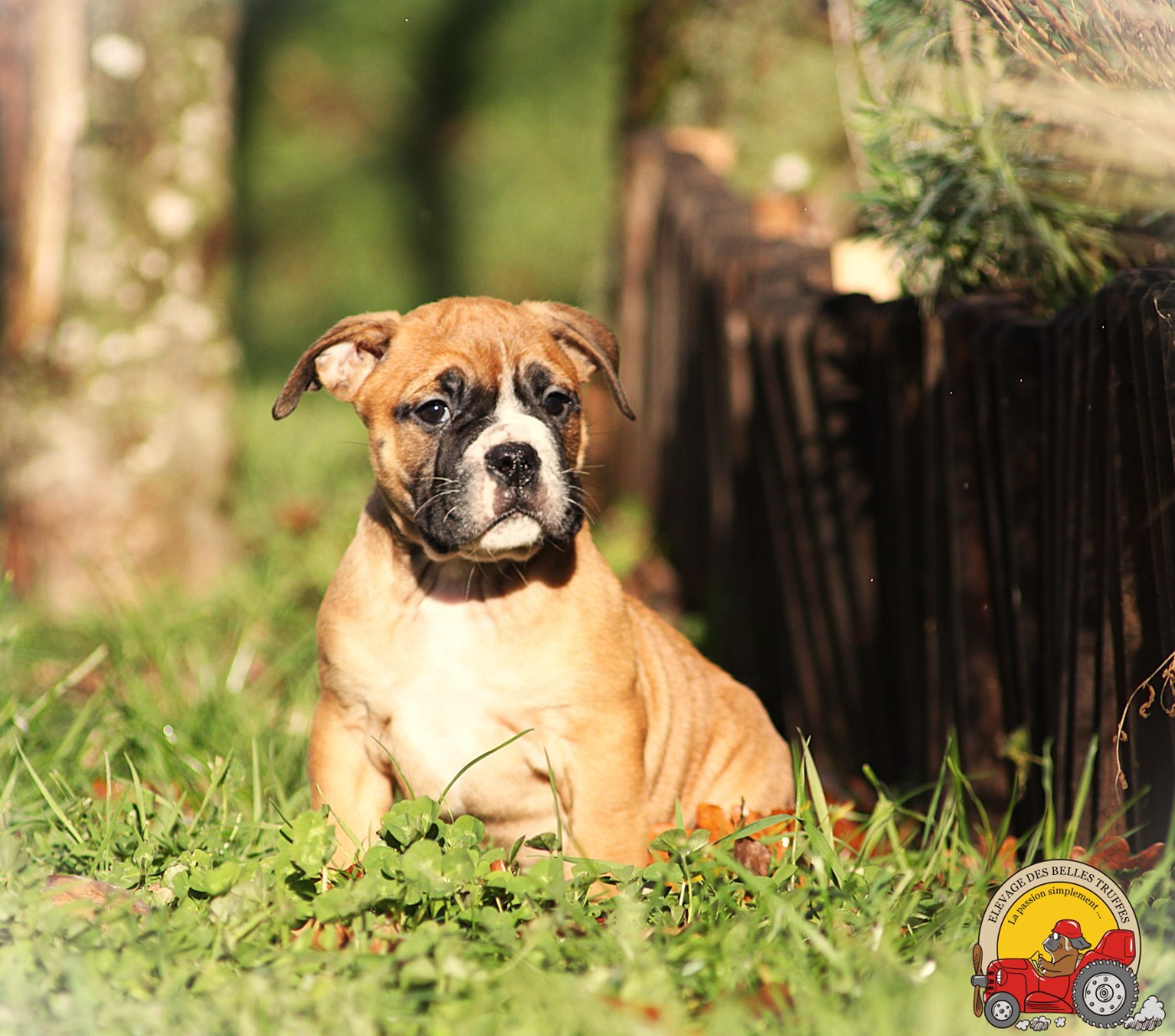 Des Belles Truffes - Chiots disponibles - Bulldog continental