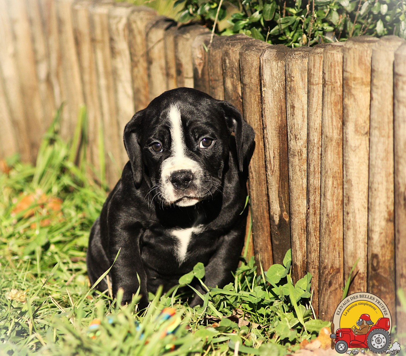 Des Belles Truffes - Chiots disponibles - Bulldog continental