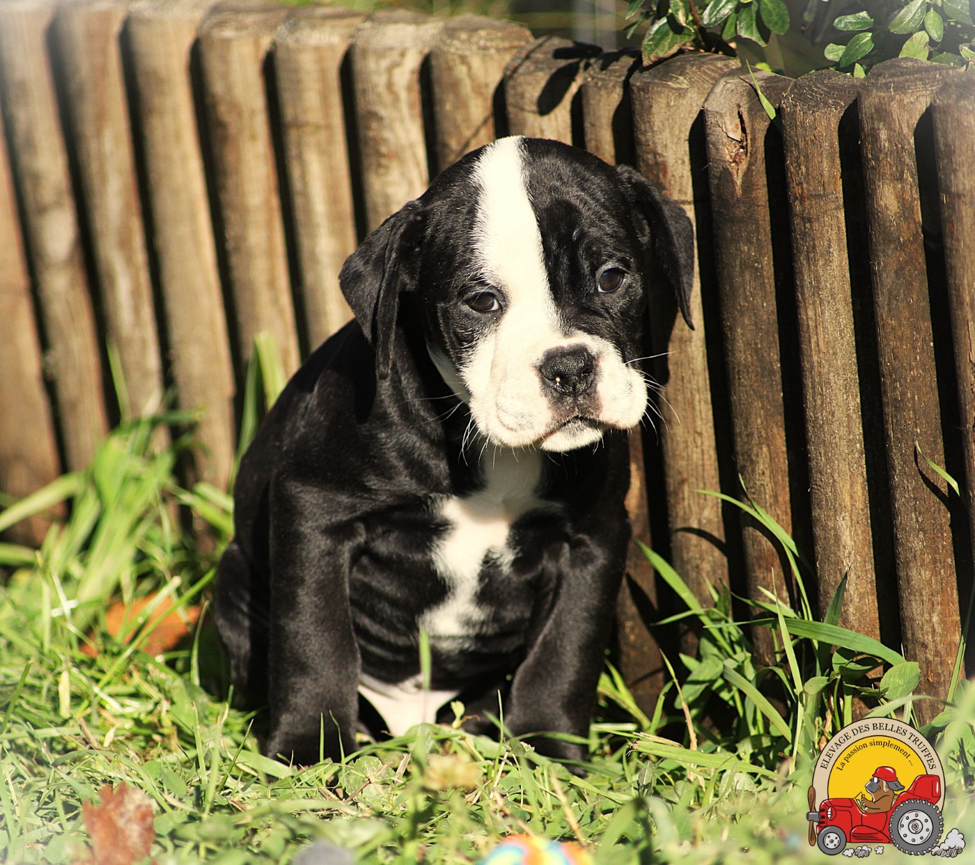 Des Belles Truffes - Chiots disponibles - Bulldog continental