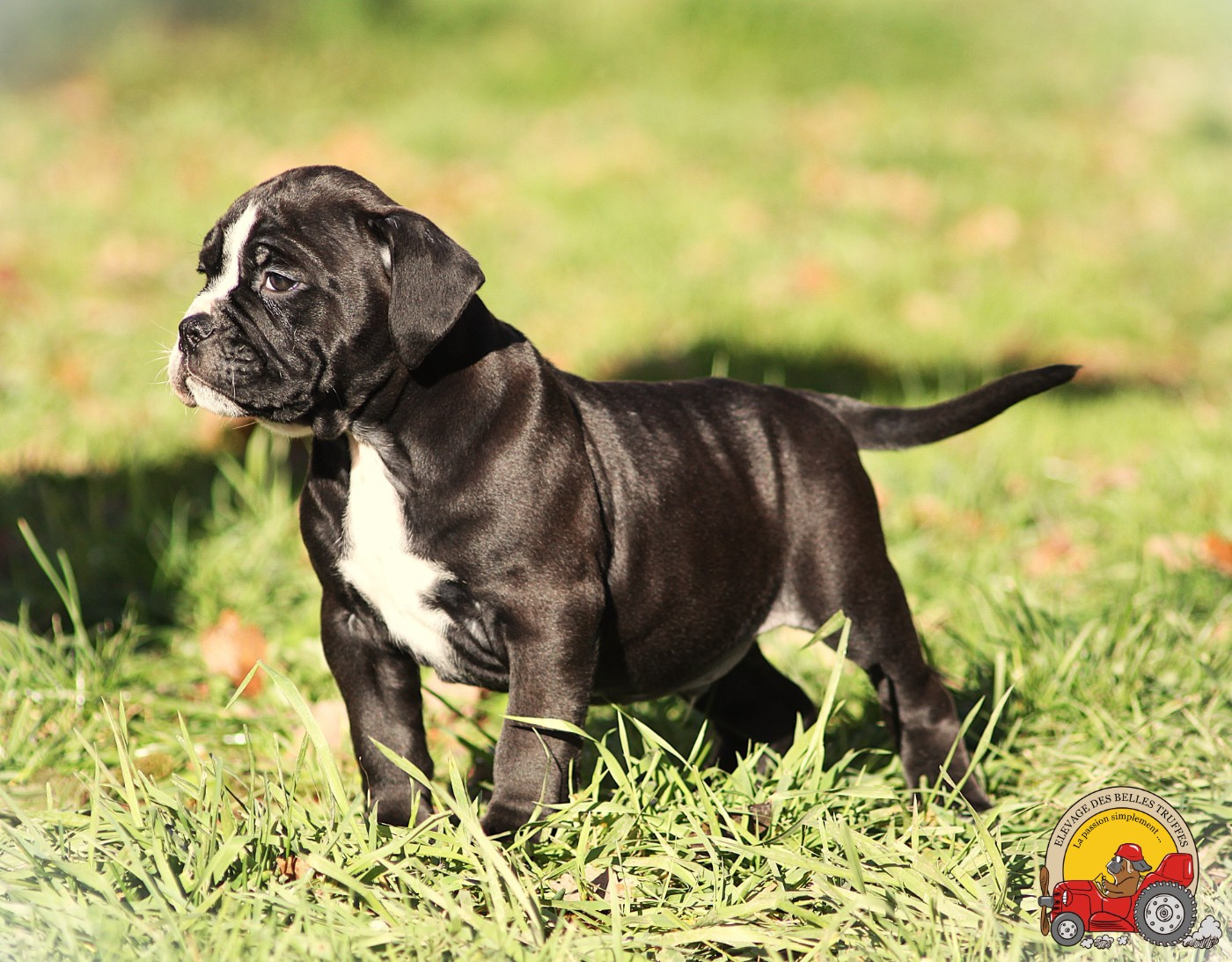 Des Belles Truffes - Chiots disponibles - Bulldog continental