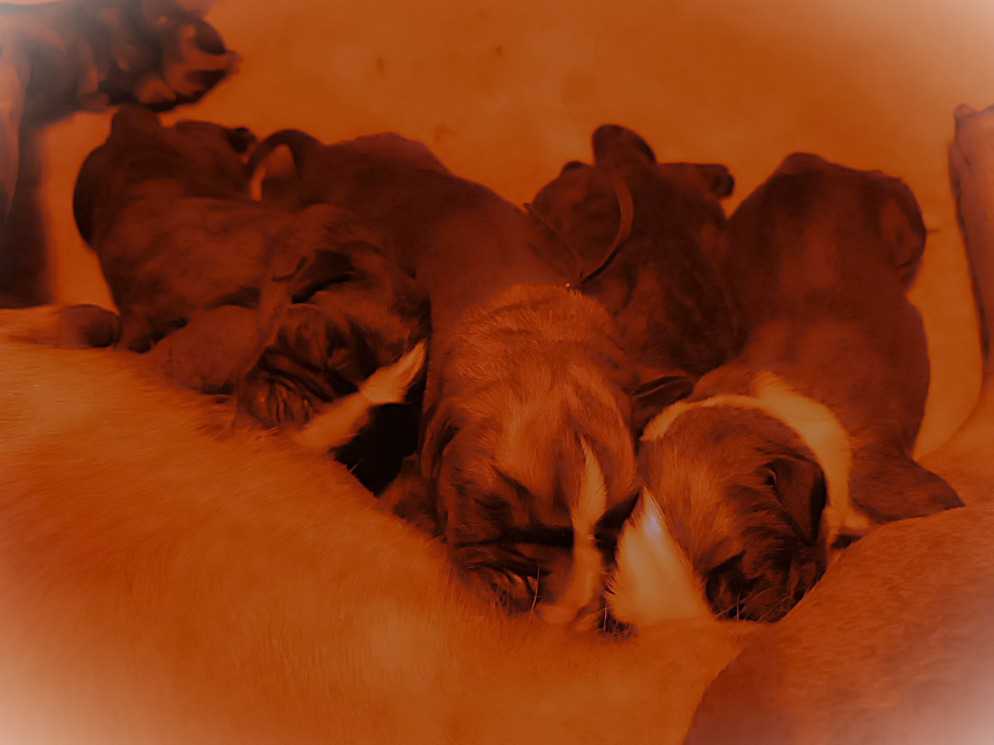 Chiot Boxer Des Belles Truffes