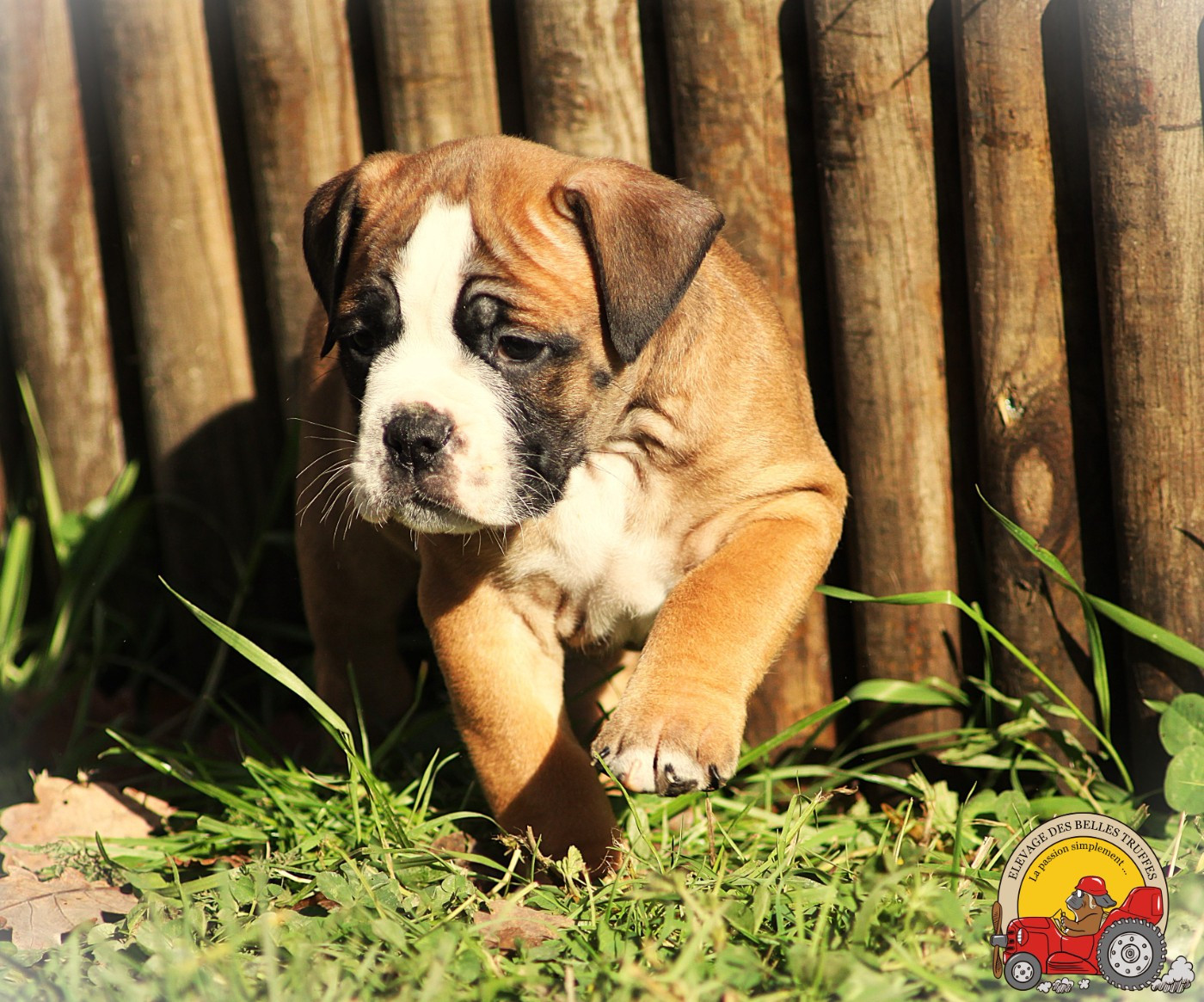 Des Belles Truffes - Chiots disponibles - Bulldog continental