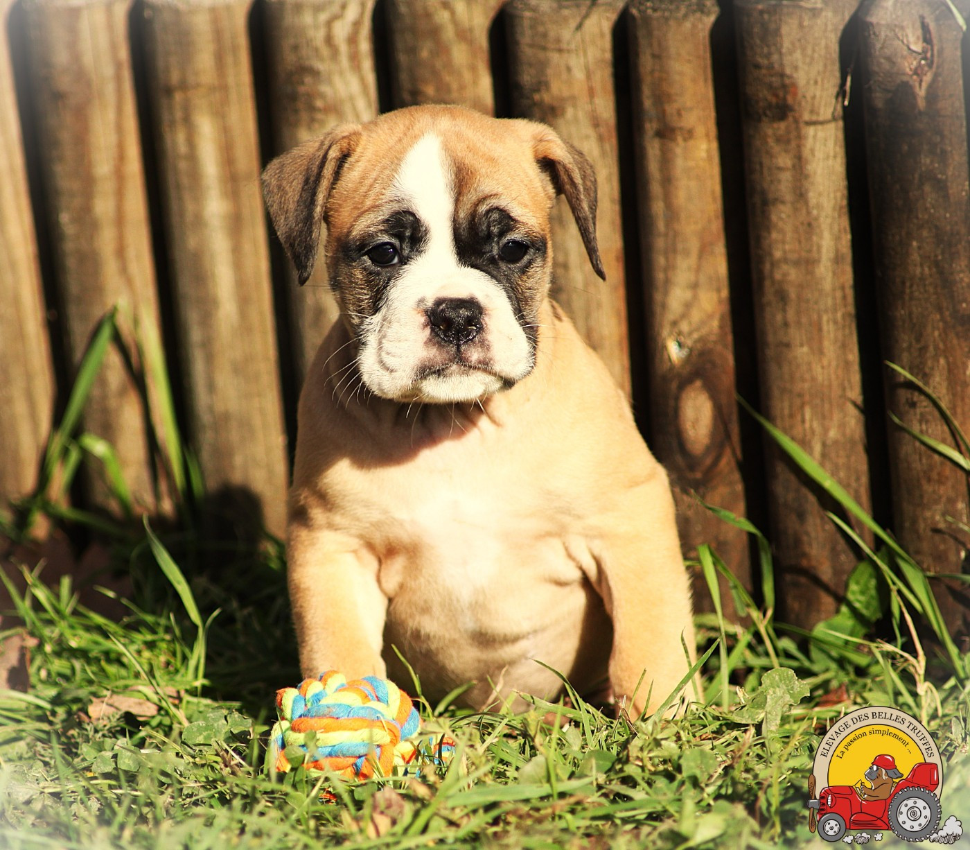 Des Belles Truffes - Chiots disponibles - Bulldog continental