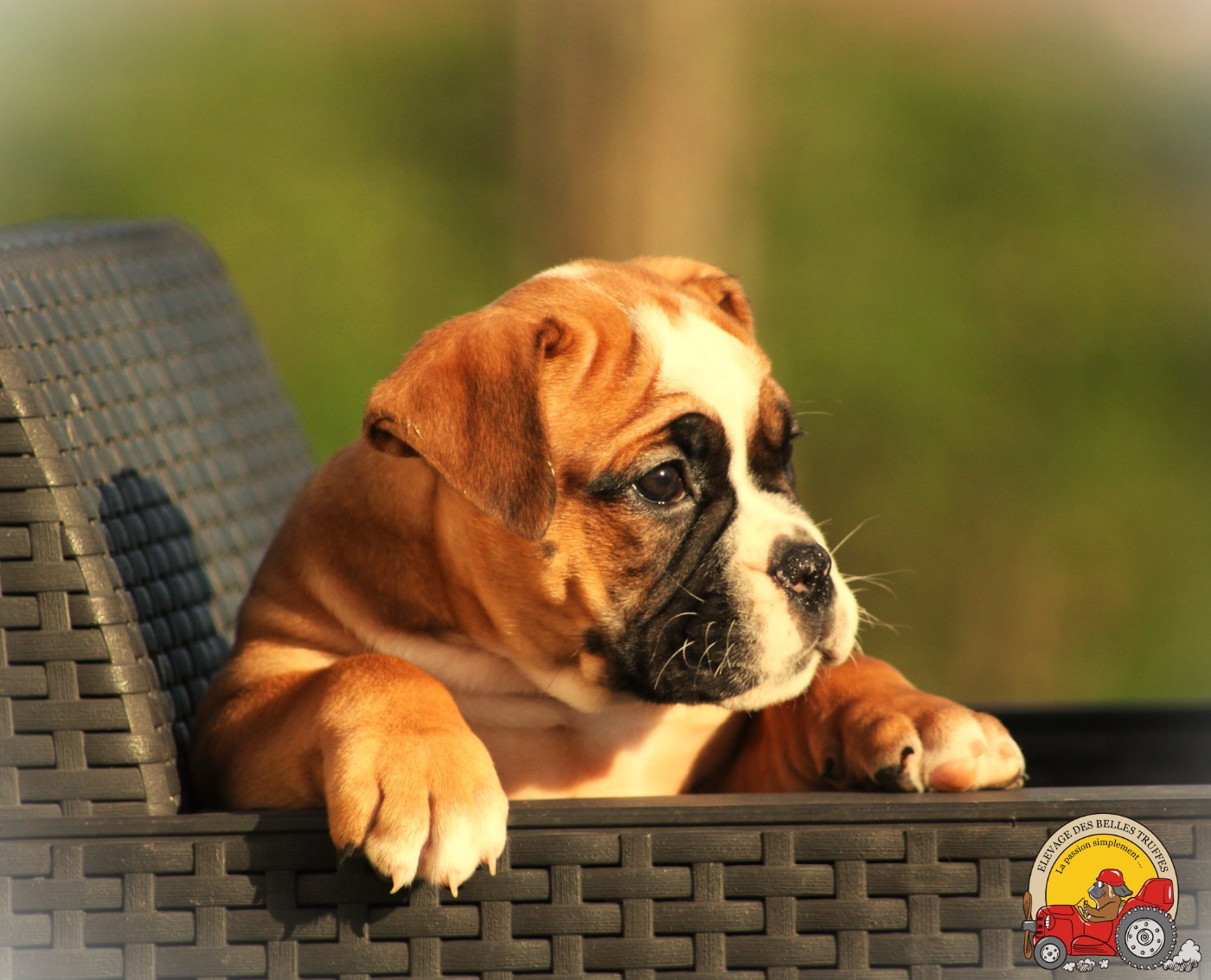Des Belles Truffes - Chiots disponibles - Bulldog continental
