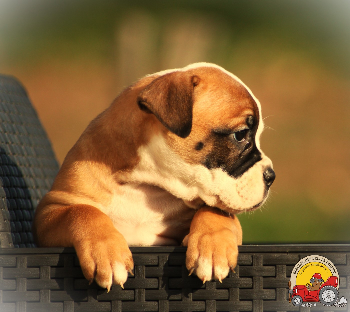 Des Belles Truffes - Chiots disponibles - Bulldog continental